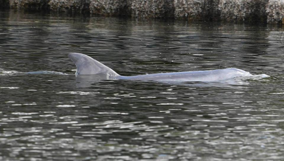 A dolphin hunts for fish in the Eau Gallie River during Melbourne Police Department’s Kids Fishing Clinic Saturday, March 25, 2023 in Ballard Park. The event was sponsored by the Eau Gallie Rotary Club. Craig Bailey/FLORIDA TODAY via USA TODAY NETWORK