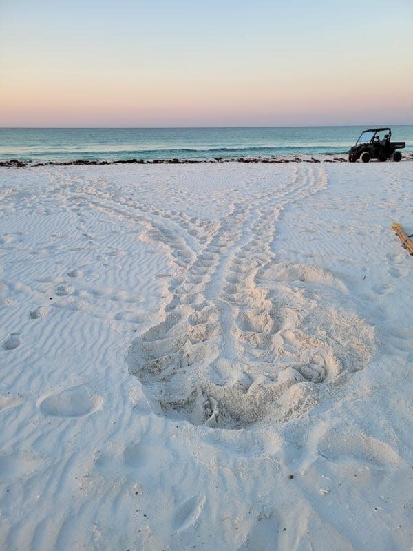 The first sea turtle nest of 2022 was found on Pensacola Beach on May 11.