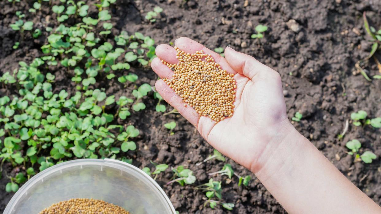  Young girl's hand full of mustard seeds preparing to sow on the ground in the vegetable garden as a fast growing green manure and effectively suppress weeds 