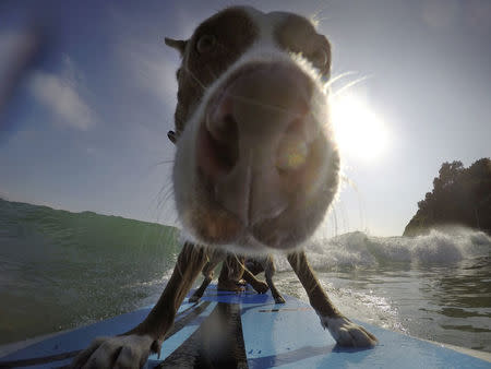 A dog named Rama surfs a wave off Sydney's Palm Beach with its owner, Australian dog trainer and former surfing champion Chris de Aboitiz (not pictured), February 18, 2016. REUTERS/Jason Reed