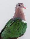 <p>During shoots, she is constantly talking to the birds, looking to get their attention and encouraging them to strike an interesting pose. (Photo: Leila Jeffreys/Caters News) </p>