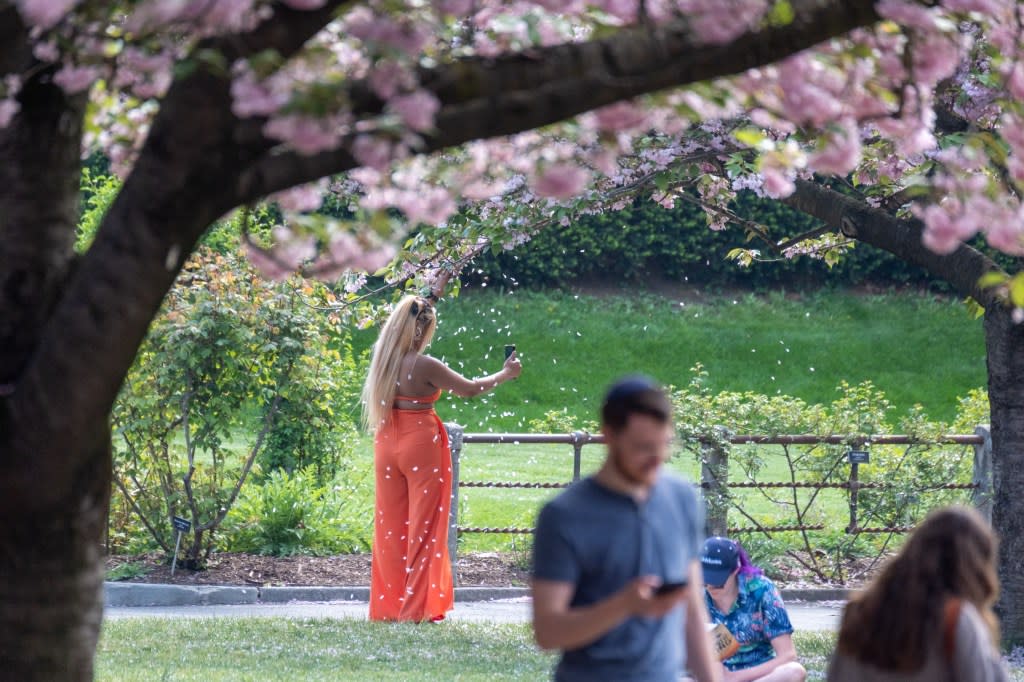 Dozens of photo snappers were spotted shaking branches to cause petal showers. Gabriella Bass