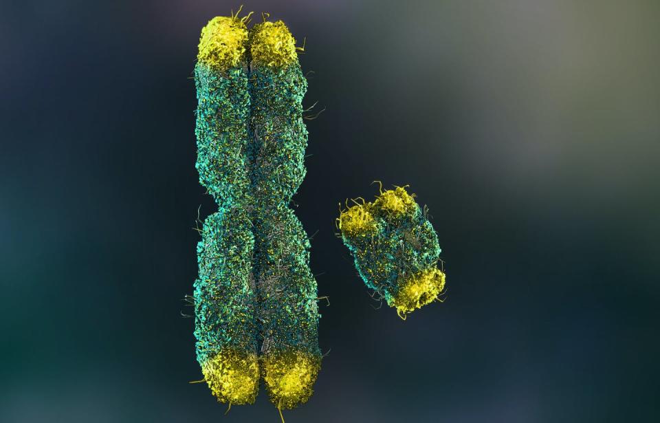 X and Y chromosome. Nathan Devery/Shutterstock