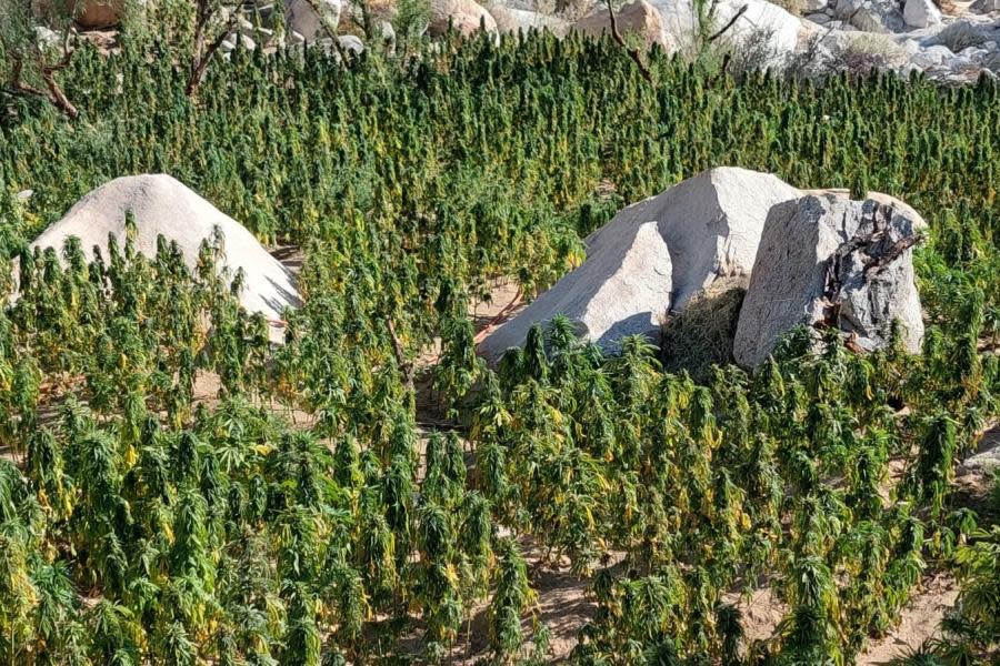 La marihuana consumida en Baja California ahora se trae de Estados Unidos 