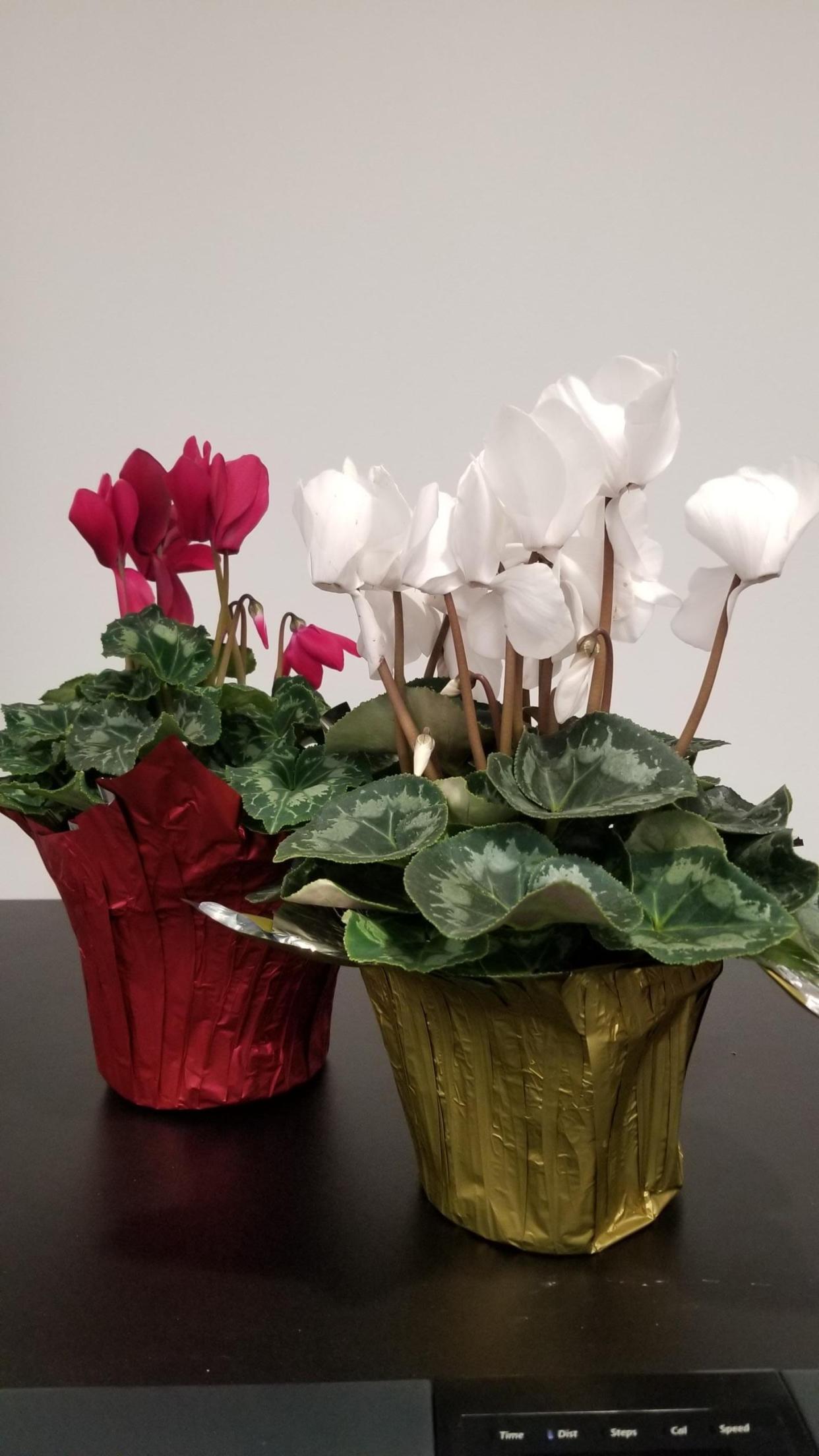 Cyclamen and other plants make wonderful holiday gifts.