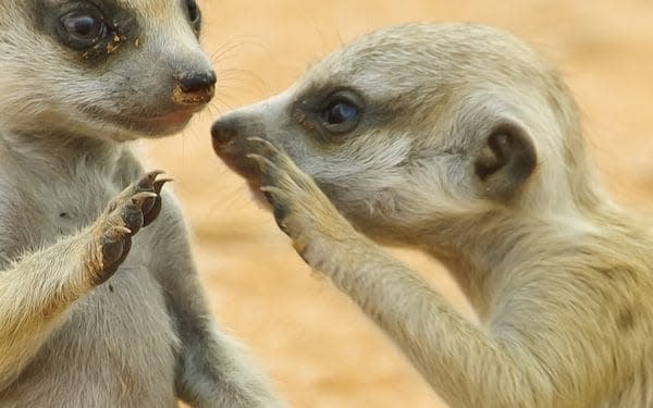 Zoos have complained their animals are 'lonely' during lockdown - Getty