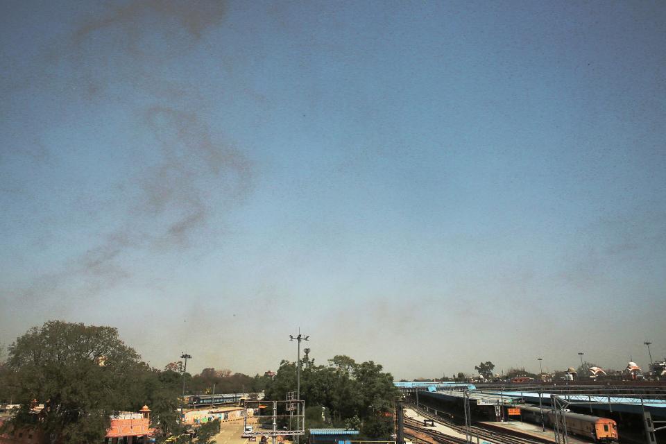 Desert locusts swarm India's crops