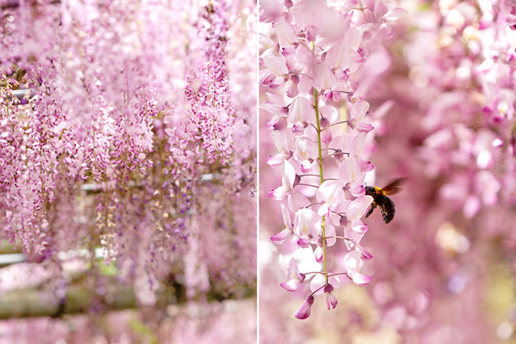 Fuchsia fantasy.