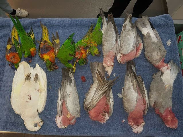 A number of dead birds found in South Australia. Source: Facebook/ Sarah King