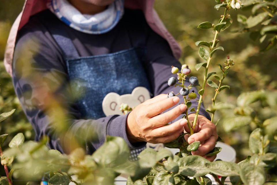 專業採摘員每日晨起親手採摘、嚴選符合規格的藍莓。（山丘藍提供）