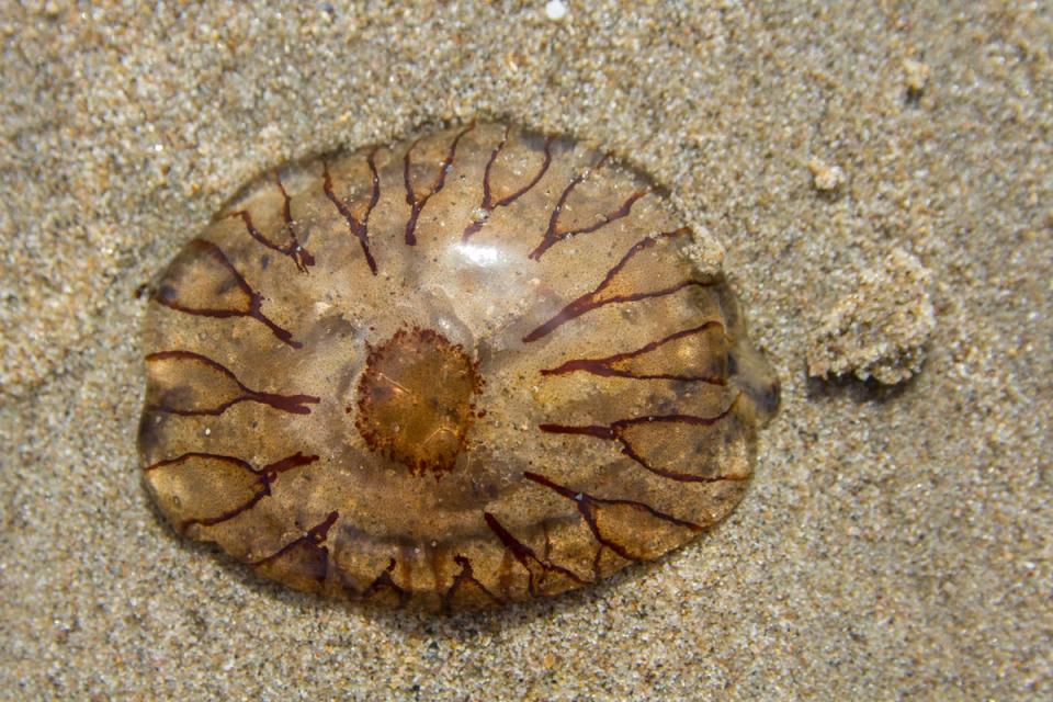 Compass jellyfish are amongst those that have been spotted (Getty Images/iStockphoto)