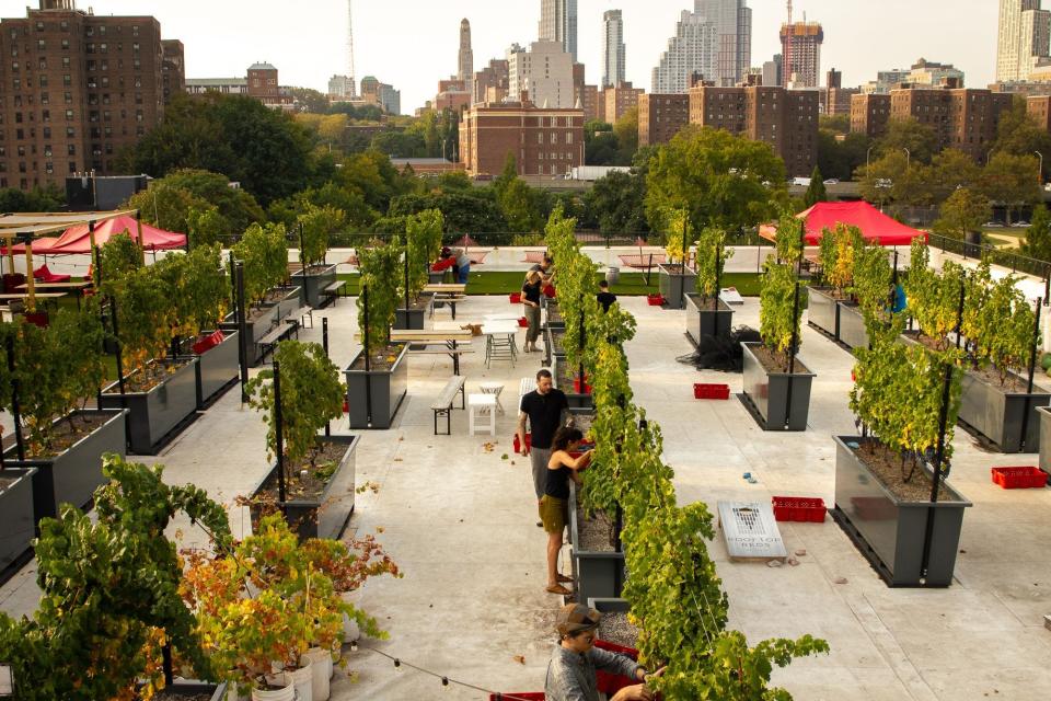 Rooftop Reds in Brooklyn
