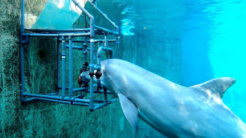 Dolly the dolphin resting her jaw on a metal bar. The set-up was used to test the dolphin’s sense of electroreception in a series of experiments.
