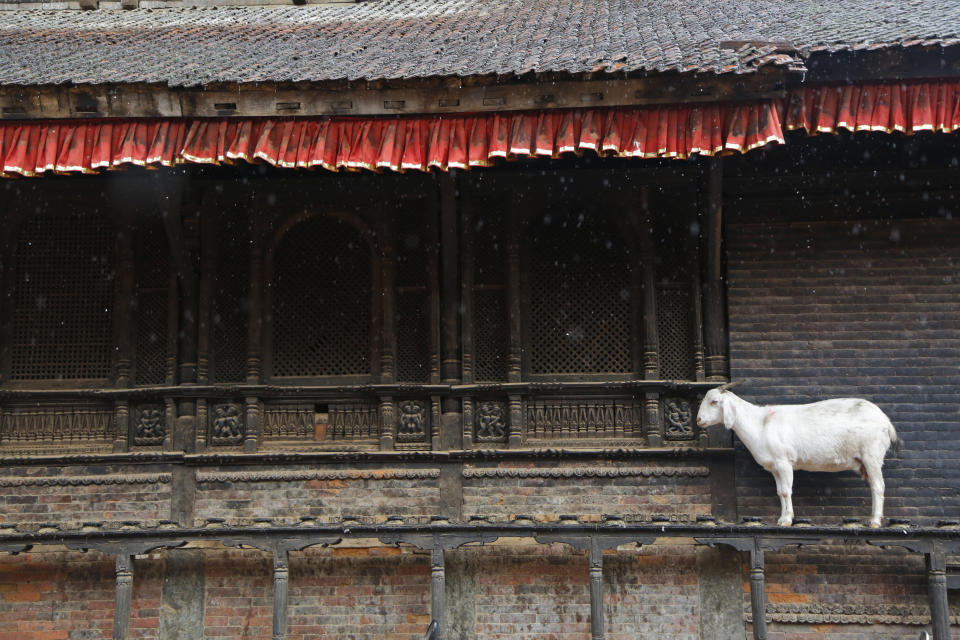 <p>Schutz vor Monsun-Vorboten sucht diese Ziege im nepalesischen Bhaktapur. Regen und Unwetter treten in einer der beiden Monsunzeiten von Mitte Juni bis Mitte September auf. Die Vorboten forderten bis Anfang Juni bereits Dutzende Todesopfer. (Bild: AP Photo/Niranjan Shrestha) </p>