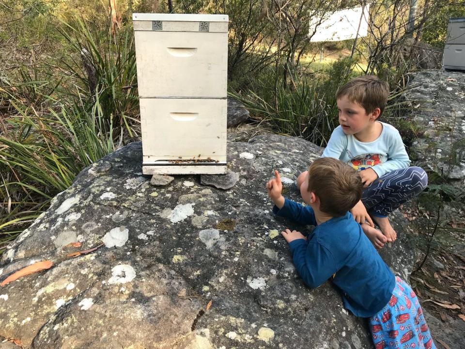 Bees effectively collect environmental samples and bring them back to hives across the city. Mark Patrick Taylor