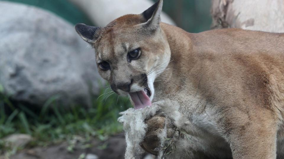 Mandatory Credit: Photo by Martin Mejia/AP/Shutterstock (11448754d)Cougar plays with a piece of wool at the Parque de las Leyendas Zoo, in Lima, Peru, .