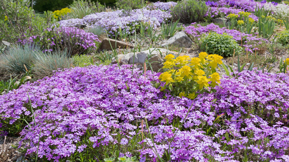 creeping phlox