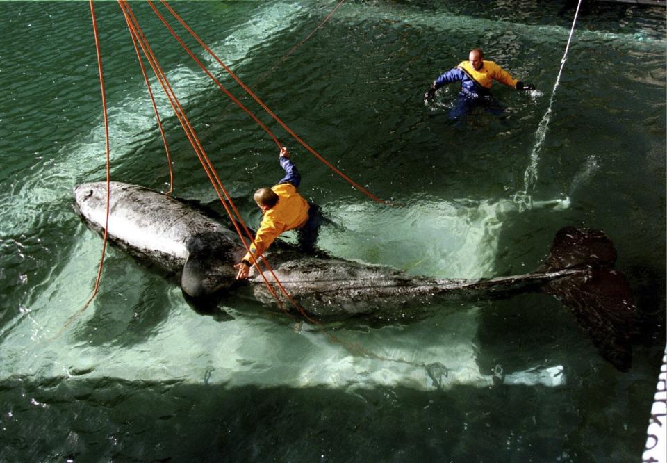 FILE -Trainer Jeff Foster tries to coax Keiko, star of the movie "Free Willy," out of his cradle and into a pen at Heimaey, Iceland, on Sept. 10, 1998. An ambitious plan announced last week to return a killer whale, held captive for more than a half-century, to her home waters in Washington’s Puget Sound thrilled those who have long advocated for her to be freed from her tank at the Miami Seaquarium. But it also called to mind the release of Keiko, who failed to adapt to the wild after being returned to his native Iceland and died five years later. (AP Photo/Don Ryan, File)