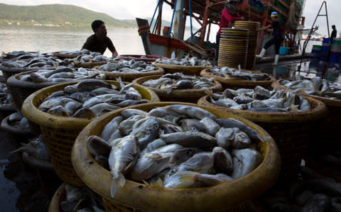 Barrels of fish sit on a dock after being unloaded from a boat at the port in Songkhla in southern Thailand - Credit: Paula Bronstein/Getty