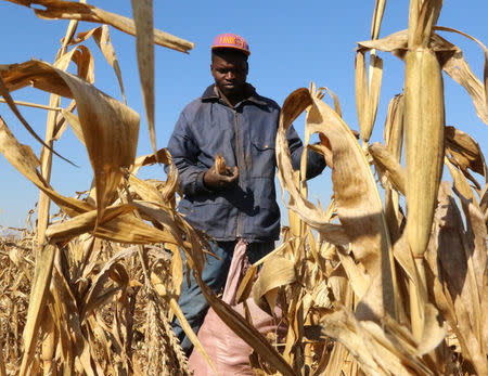 Resettled farmer Isaac Banda harvests maize near Chinhoyi, Zimbabwe, July 26, 2017. Picture taken July 26, 2017. REUTERS/Philimon Bulawayo