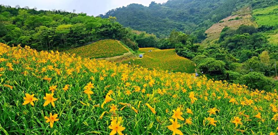 樂山上的天山農場，是近兩年來新興的賞花祕境。
