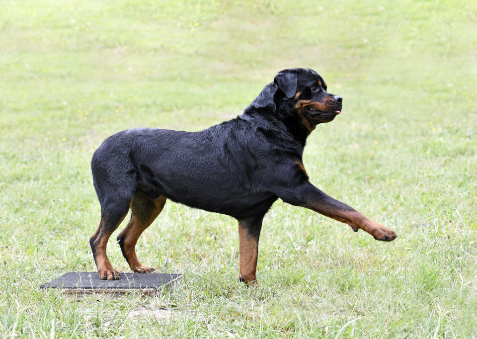 Rottweiler dog standing on a platform with one paw raised, in a grassy field