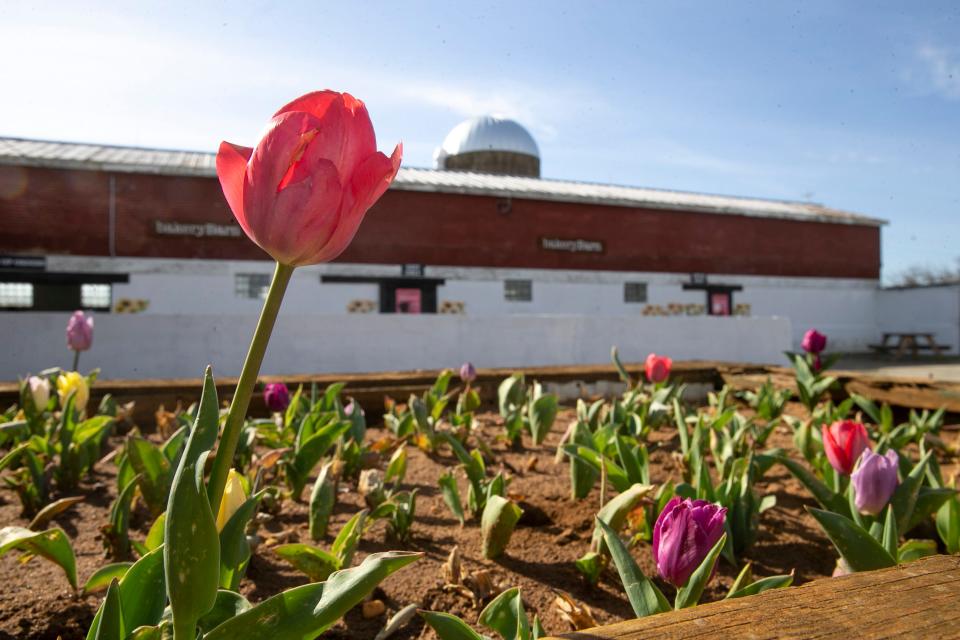 Holland Ridge Farms has over 8 million tulips spread across 300 acres of farmland on display. Visitors can roam the fields and pick tulips while stopping at a number of photo props. 
Cream Ridge, NJ
Tuesday, April 11, 2023