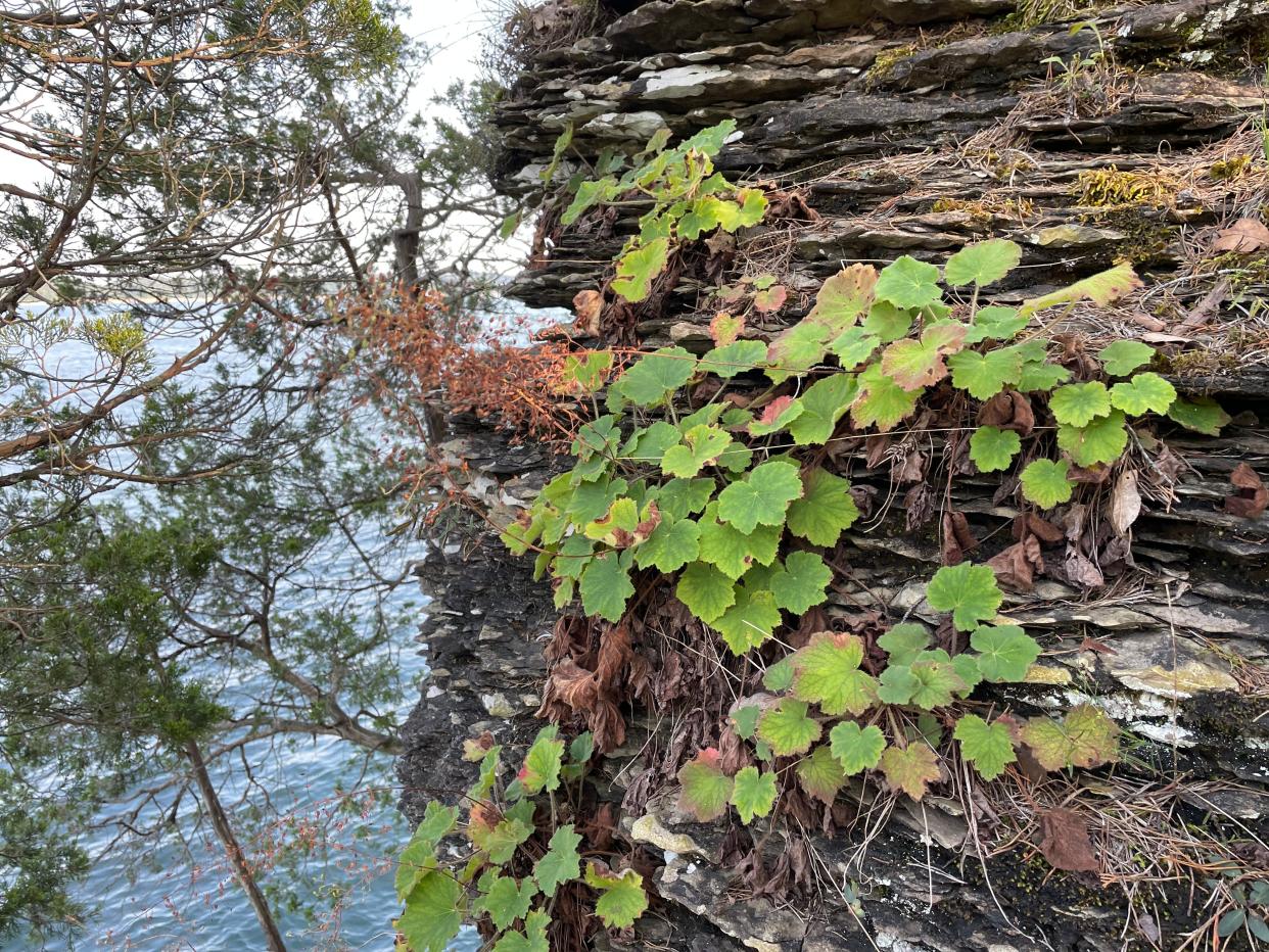 A small population of Heuchera villosa growing at Lake Cumberland Park in Kentucky - demonstrating the plant's preference for rocky, well-drained soils.