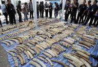 Customs officer and media members gather around confiscated elephant tusks during a news conference at the Port Authority of Thailand in Bangkok April 20, 2015. Thai customs officials have seized four tonnes of ivory worth $6 million, authorities said on Monday, in what the department called the largest bust of its kind in Thailand's history. The elephant tusks were hidden in bags containing dried beans in containers originating from the Democratic Republic of Congo, the Thai Customs Department said in a statement, and were bound for Laos. (REUTERS/Chaiwat Subprasom)