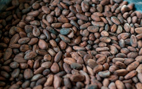 Cacao beans - Credit: CRISTINA ALDEHUELA