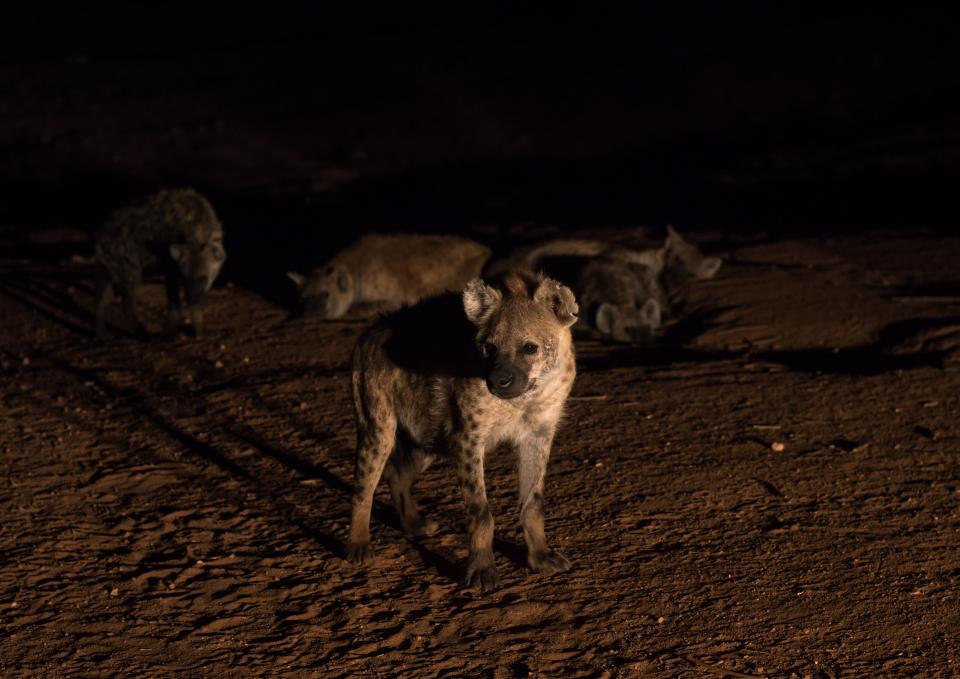 Spotted Hyenas in Ethiopia