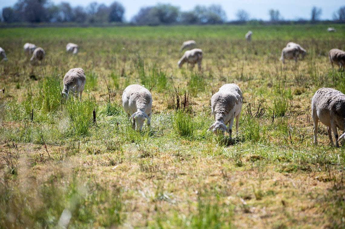 Sheep graze on plant and weed growth in a field at the City of Merced Wastewater Treatment Plant in Merced, Calif., on March 18, 2024. According to Wastewater Treatment Plant Operations Supervisor Charles Slagter, the more than 900 sheep are used as a form of vegetation control allowing the city to avoid the use of costly and harmful herbicides.