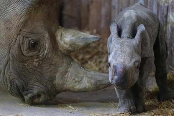 Chester Zoo rhino born