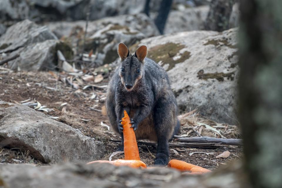 A brush-tailed rock-wallaby enjoys a carrot after thousands of pounds of vegetables were airdropped across New South Wales after the bushfires. (Photo: New South Wales government)