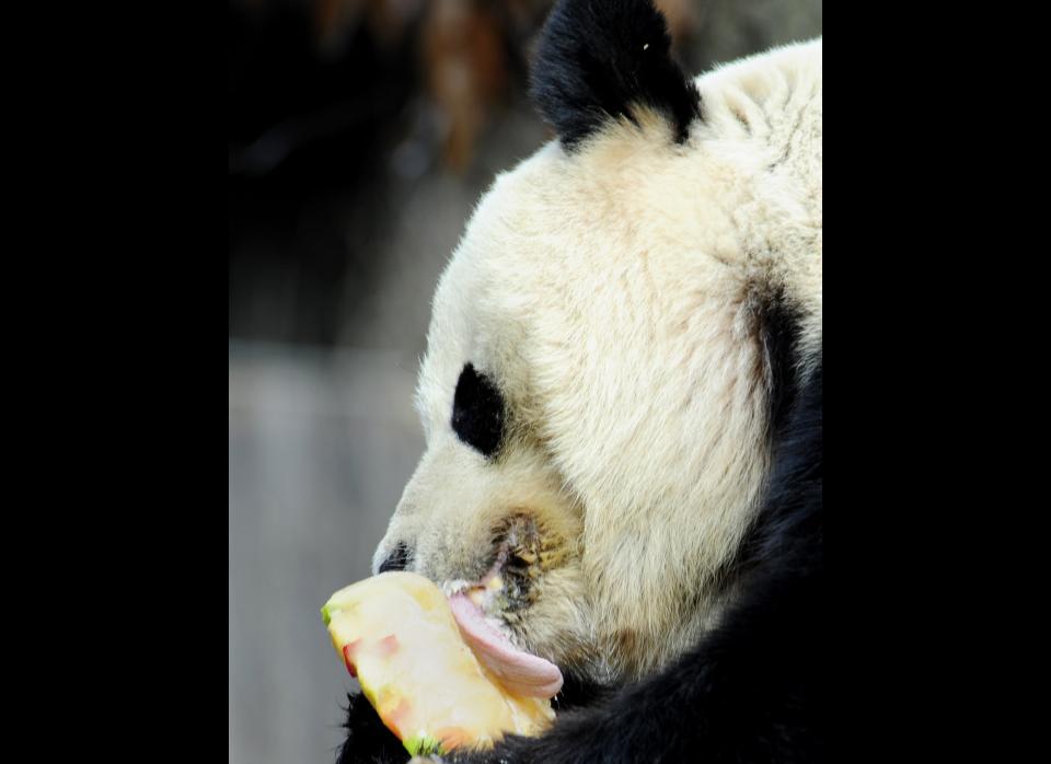 Giant Panda Tian Tian enjoys a fruitcicle at the National Zoo on  January 20, 2011.