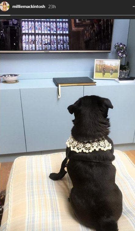 Millie posted this photo of her dog watching the royal wedding with her on the TV. Photo: Instagram/Millie Mackintosh