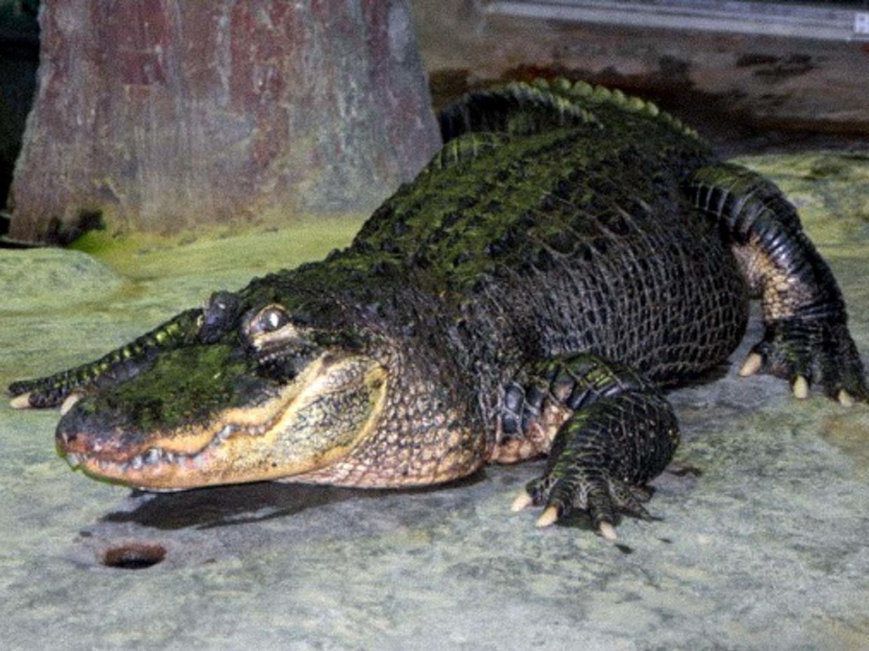 Moscow Zoo said the Mississippi alligator named Saturn died of old age: MOSCOW ZOO/AFP via Getty Images