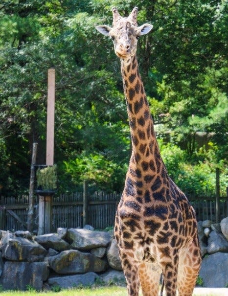 Jaffa Prince, a Masai giraffe, was born at the Roger Williams Park Zoo in 2010. The zoo recently announced his death after a fall preceded by health problems.