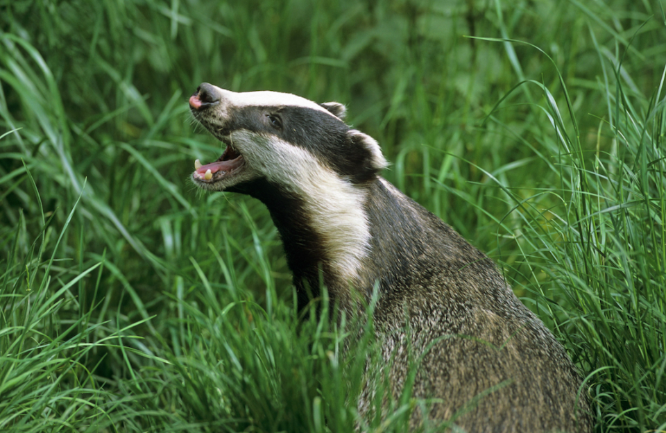 <em>Mr Bolton was asked if badger killing was part of a Ukip leadership initiation ceremony (Rex)</em>