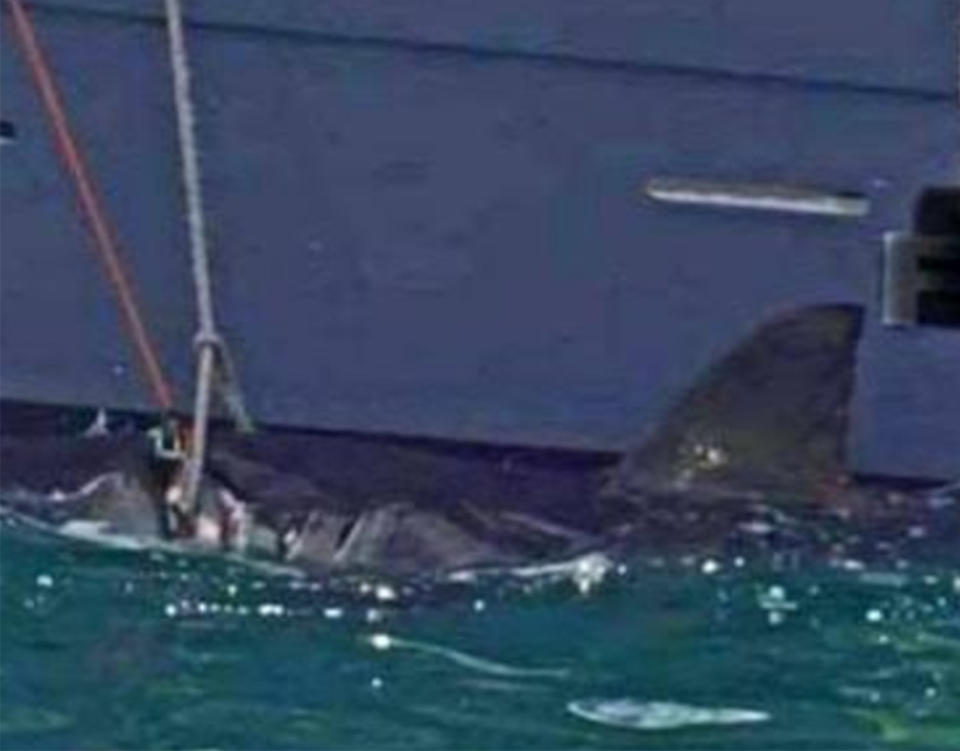 The shark was caught off Maroubra beach