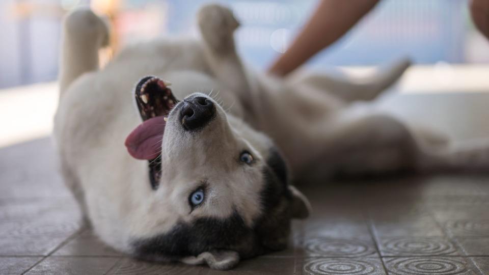 Dog having tummy rub