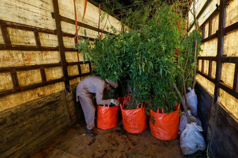 A boy arranges bags of trees and plants to be transport for plantation along the pilgrimage rout between Iraq’s Shi’ite Muslim holy city of Najaf to Karbala, on a truck at a farm on the outskirts of Karachi,