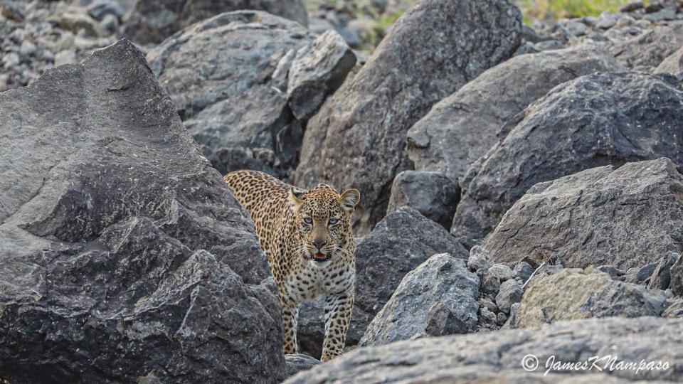 Lone ranger: 'there are fewer tourists here now than at any time in living memory' (Kicheche Safari Camps)