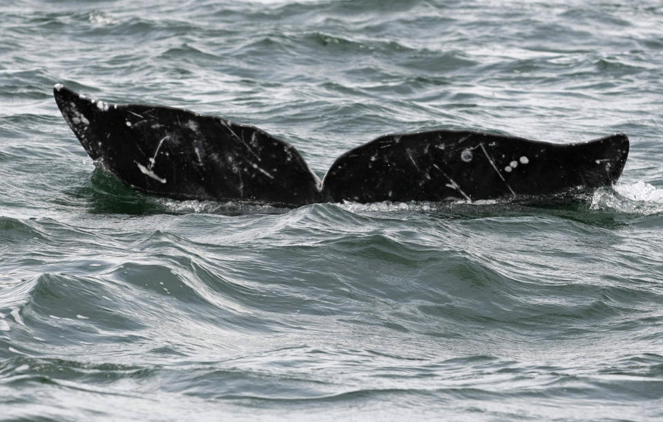 Part of a grey whale's tail is seen during a whale tour in the Laguna Ojo De Liebre on Mexico's Baja California peninsula March 5, 2009. Gray whales make a yearly migration from the icy North Pacific to the warm waters of Mexico's Baja California peninsula. REUTERS/Henry Romero (MEXICO)