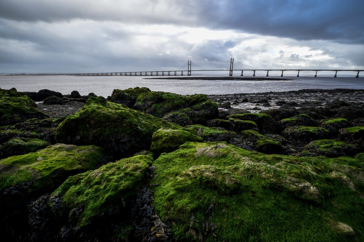 Our European ancestors ate seaweed and freshwater plants, study suggests (Ben Birchall/PA) (PA Archive)