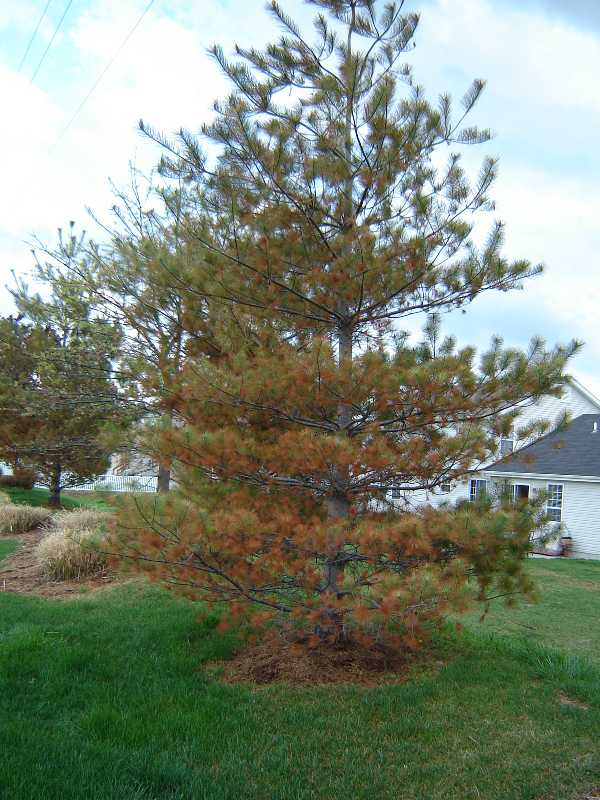 Eastern white pine are particularly susceptible to salt damage.