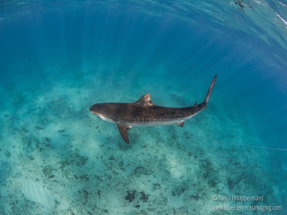 These apex predatory sharks are important to ecosystems around the world. <a href="https://www.blueelementsimaging.com/" rel="nofollow noopener" target="_blank" data-ylk="slk:Tanya Houppermans;elm:context_link;itc:0;sec:content-canvas" class="link ">Tanya Houppermans</a>