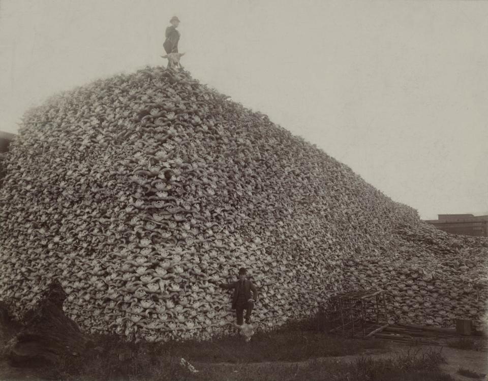 Bison skulls collected during the slaughter, mid-1870s. <a href="https://en.wikipedia.org/wiki/File:Bison_skull_pile_edit.jpg" rel="nofollow noopener" target="_blank" data-ylk="slk:Source unknown;elm:context_link;itc:0;sec:content-canvas" class="link ">Source unknown</a>