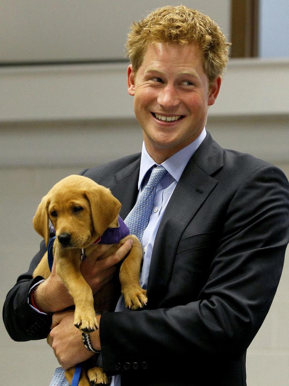 <p>Harry holding a ginger pup-what could be cuter?</p>