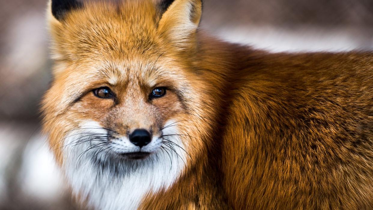 Rotfuchs im bayerischen Poing: Fuchsbandwürmer leben im Darm von Fleischfressern, in Europa vor allem von Rotfuchs, Marderhund und seltener auch bei Hund und Katze. Foto: Alexander Heinl